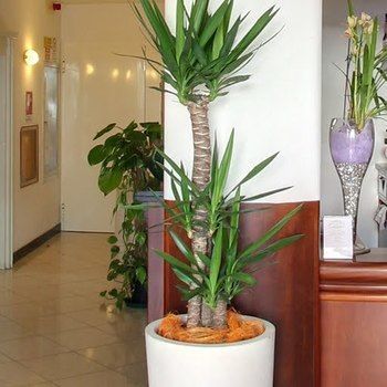 Hotel Pina